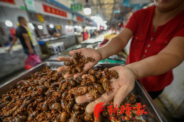 金蝉、蚂蚱能吃了吗？网传“禁食令”解除，权威部门：系误读