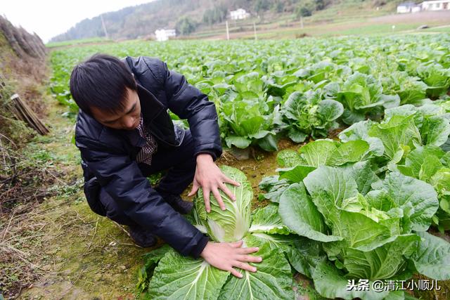 农村父子致富有方：高山种菜又养牛，生态循环种养效益高