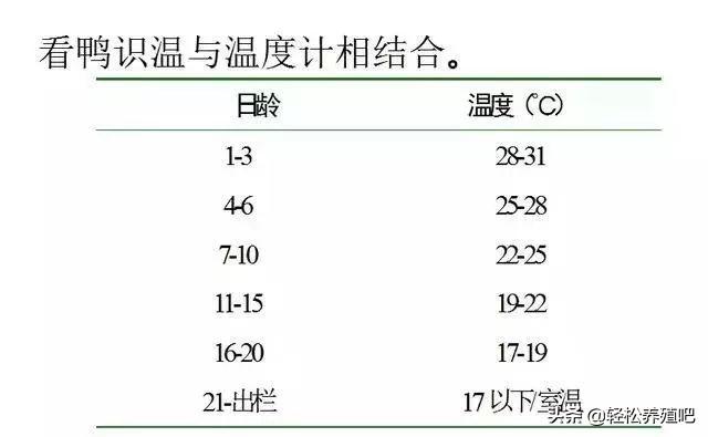 2020，新手养鸭经验分享