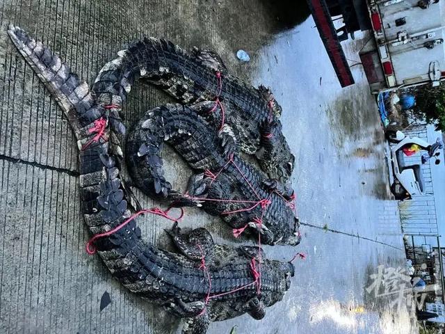 广东省茂名市遭遇暴雨鳄鱼养殖场75条鳄鱼出逃。现在彭村塘的湖中