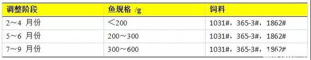 2019年鳊鱼精养技术要点