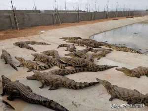 鳄鱼养殖怎么样(鳄鱼浑身是宝，一头能赚数万元，为何鳄鱼养殖行业竟无人涉足？)