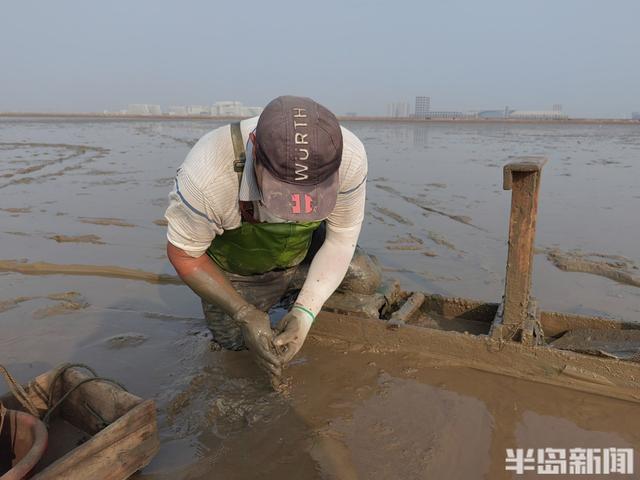 桂东出海记丨策“马”养鲜，跋涉泥滩！海上“骑马”，探访蚬子养殖户的忙碌一天