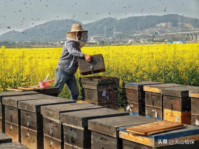 蜜蜂的养殖技术与管理