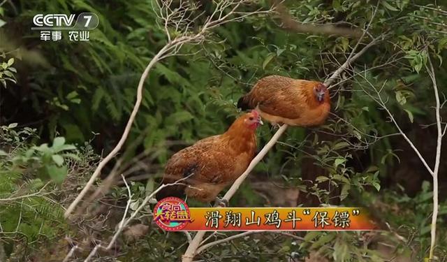 为一口儿时味道，他用生态放养守护着满山“滑翔鸡”