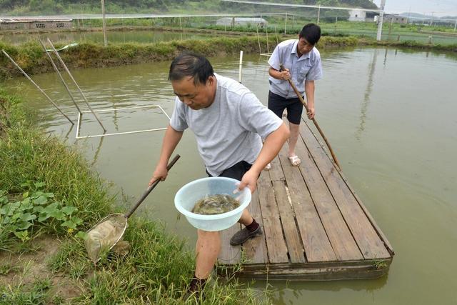 养殖两亩泥鳅可以赚多少钱？能赚1万块钱吗？