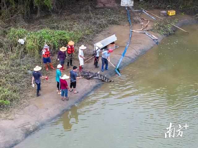 惊险！广东省中山市暴雨后鳄鱼养殖场围墙决口，数百条鳄鱼外逃