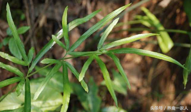 养鸡秘诀：养鸡用凤尾草，赚钱挡不住