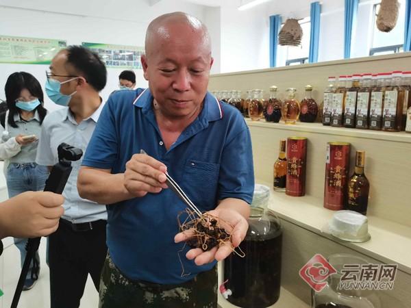 大马蜂变身农民“红人”云南德宏养殖胡蜂实现绿色防控