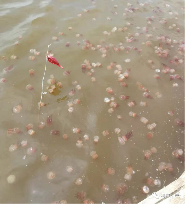 学会看海蜇，让养殖事半功倍