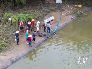 中山内鳄鱼养殖场(惊险广东省中山市暴雨后鳄鱼养殖场围墙决口，数百条鳄鱼外逃)