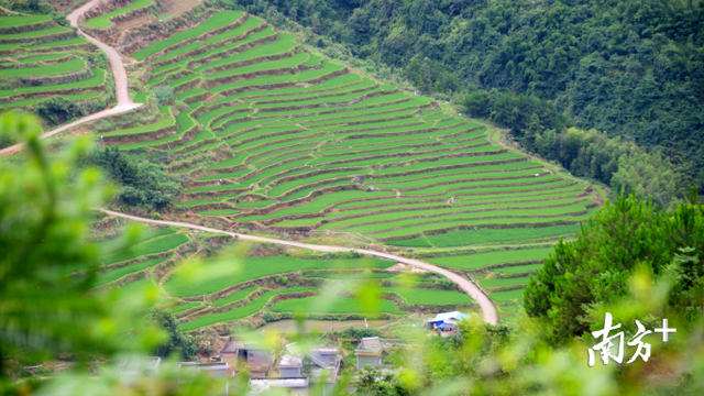 村子成风景，鸭子销路旺，连山这个村干部是怎么做到的？