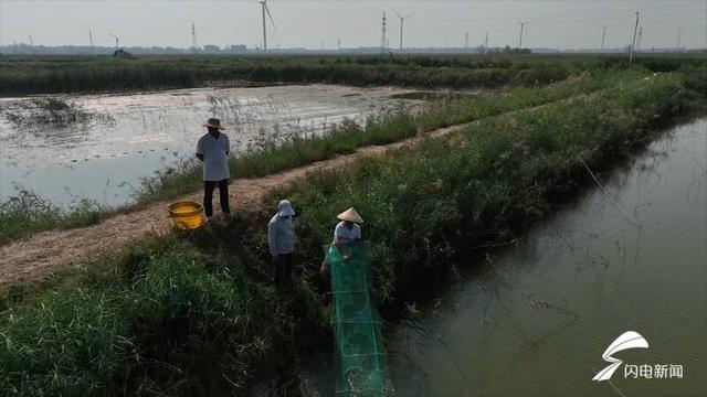 水里捞“金”！武城县：400亩南美白对虾上市 盐碱地变“致富田”