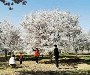 雪花牛养殖基地(把樱花种到土耳其西海岸新区六汪镇加大对樱花品种培育)