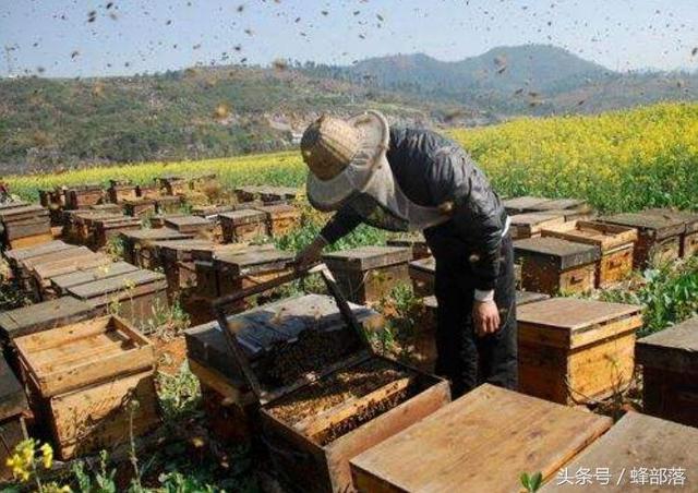 蜜蜂养殖，学会这些养蜂技巧，几乎不用开蜂箱检查