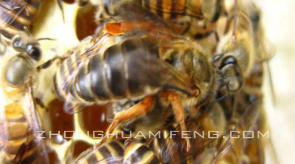 贵州中华蜜蜂的科学饲养