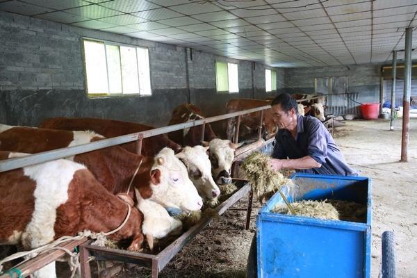 变废为宝！贵州剑河县成功研发出废旧菌棒发酵生物饲料 大大降低养殖成本