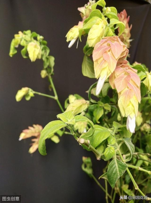 虾衣花，四季可开花，养殖和繁殖却并不简单，需要注意这些要点！