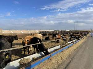 肉牛养殖基地有哪些(塔城农村“深藏”万亩高品质牛肉生产基地)