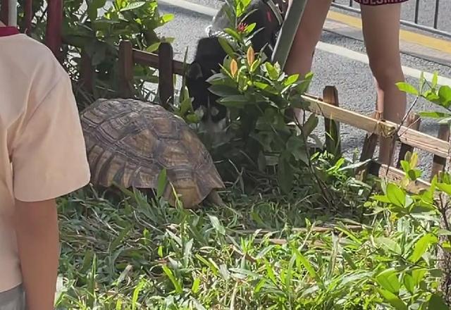 深圳街头绿化带现大龟，业内人士：系国家二级野生保护动物