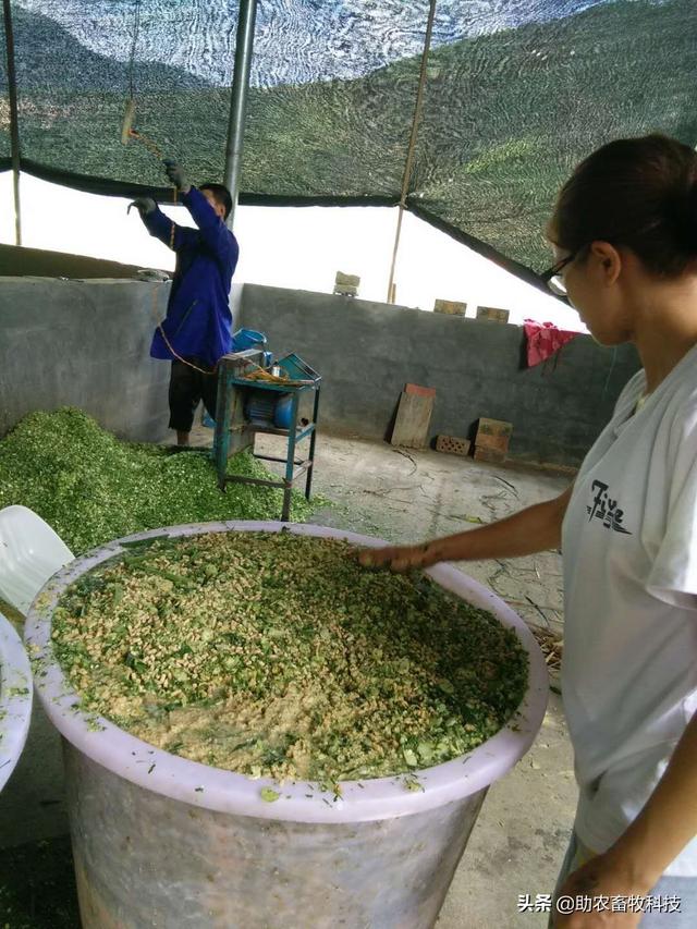 只饲喂玉米粒稻谷的放养鸡鸭赚钱吗？很难赚钱！简单有效解决方案