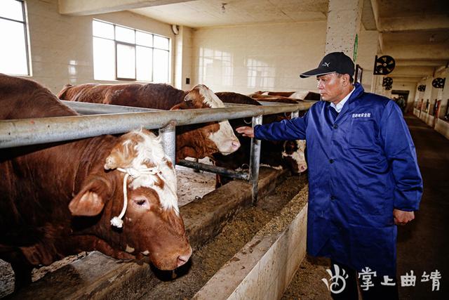 师宗：肉牛养殖“牛劲足”