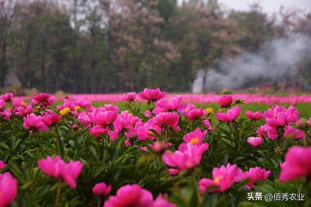 皖北“藏”着一座牛县城，曾是国家贫困县，今成网红打卡地