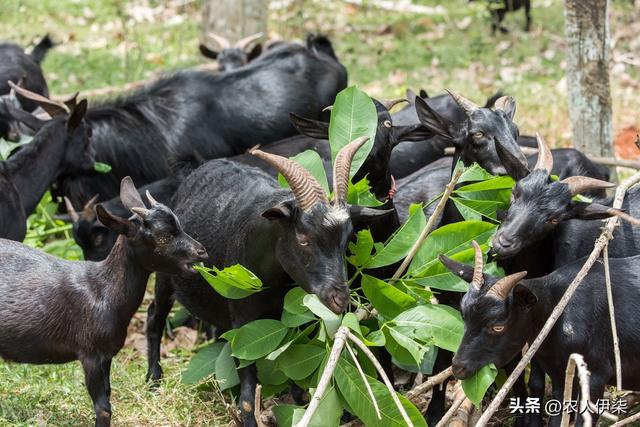 一年能长到两百多斤的努比亚山羊有啥优缺点？为何很少养羊户养殖