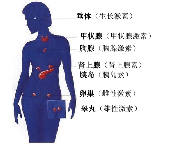 30天就能出栏的速成鸡，怎么能长那么快？难道真的喂激素了吗？