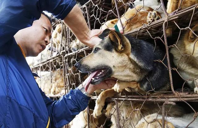 沈阳一心理陪伴犬被盗，宠物丢失这件事你重视了吗？