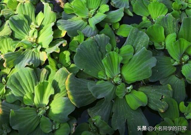 小名：鱼缸中养棵水芙蓉，好养好看还能净化水质，一举多得