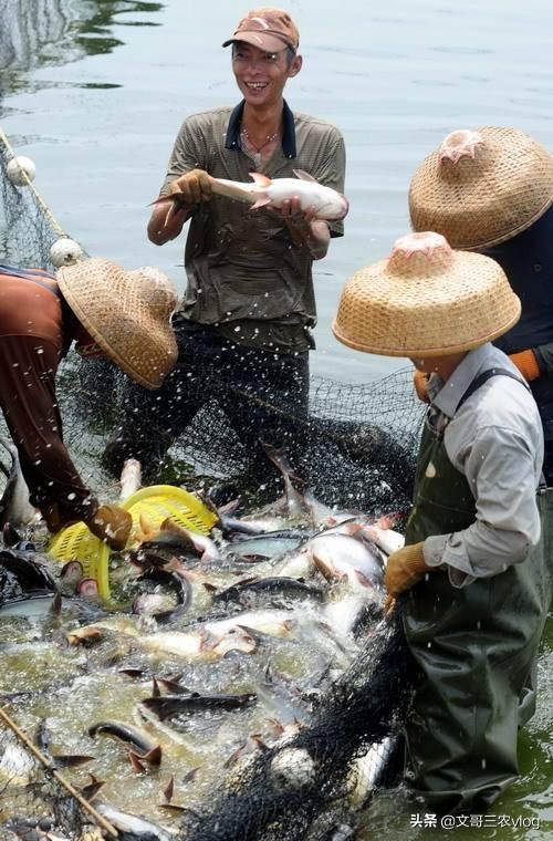 用鸡粪养殖〈巴沙鱼〉成本低效益高，变废为宝，应该怎么饲养呢？