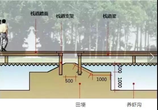 稻虾养殖田埂设计和稻虾养殖模式