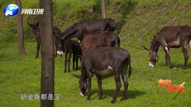 中国“第一牛”竟然在这儿的深山里