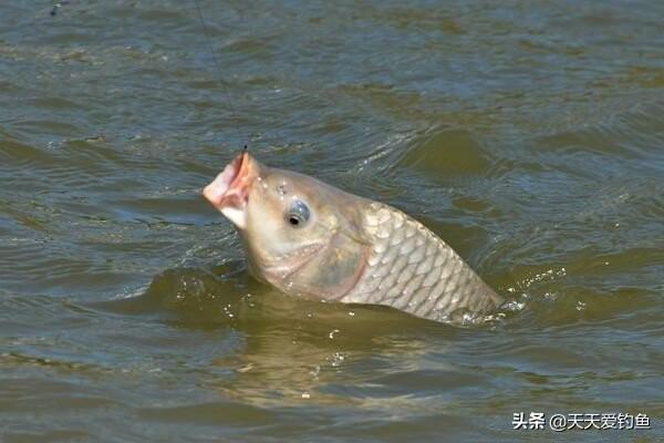 野钓鲤鱼6个窝料配方，要钓鱼先打窝