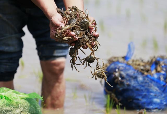 （经济）河北丰南：稻蟹生态种养促增收