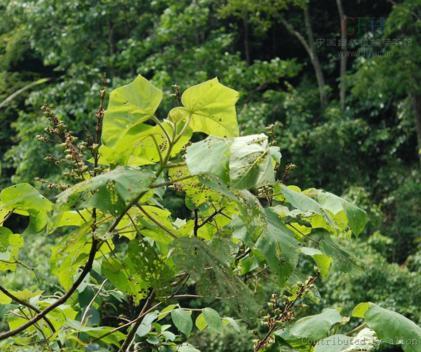 蒙城介绍(续集)