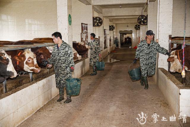 师宗：肉牛养殖“牛劲足”