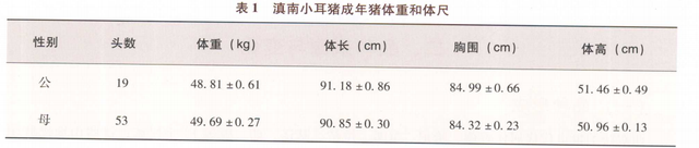 滇南小耳猪