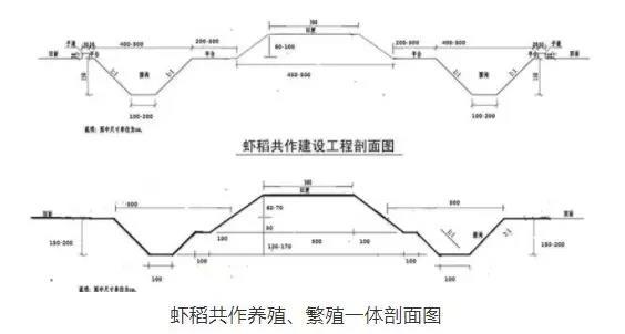 稻虾养殖田埂设计和稻虾养殖模式