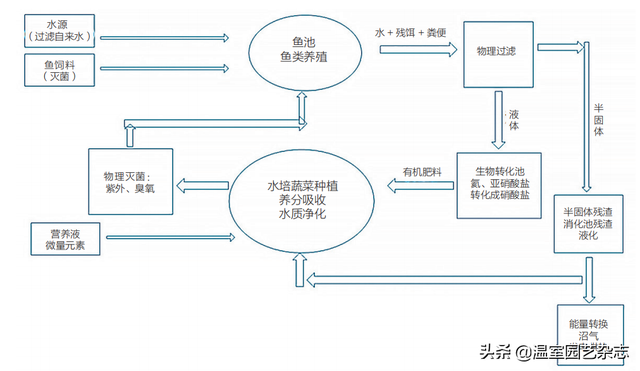 速看｜效益如何？“鱼菜共生”应用案例分析