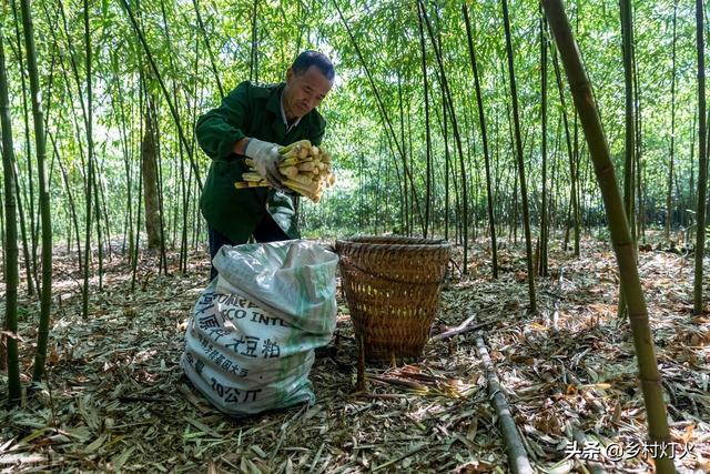 宁可食无肉，不可居无竹！山里农民致富妙招，竹林里的致富法宝