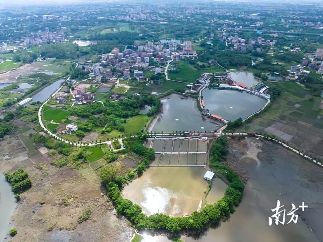 惊险！广东省中山市暴雨后鳄鱼养殖场围墙决口，数百条鳄鱼外逃