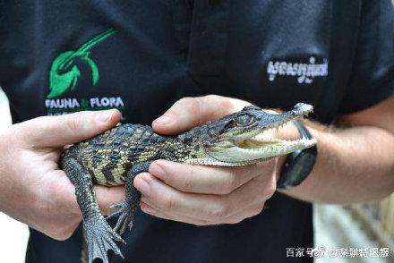 越养越心慌！深圳一市民路边捡幼鳄当宠物，万万没想到它是个“大家伙”