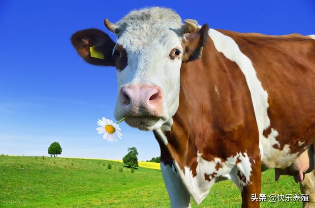 牛为什么爱生病？养牛户一定要注意5点，让牛少生病的关键所在