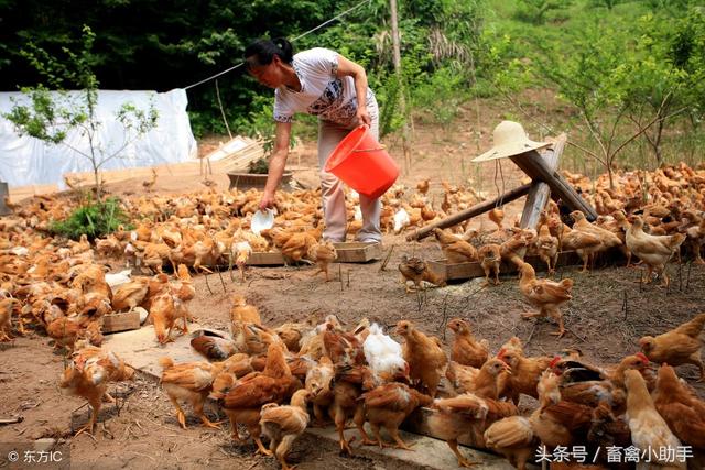 养鸡饲料—蝇蛆批量生产应注意的问题