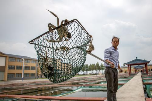 你只知道阳澄湖大闸蟹？固城湖螃蟹了解一下！