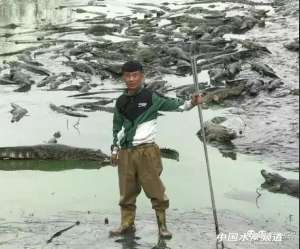 山东鳄鱼养殖基地视频(生猛山东菏泽90后直播养鳄鱼)