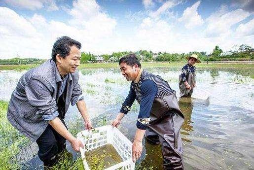 小龙虾养殖技术：龙虾的六种养殖模式！