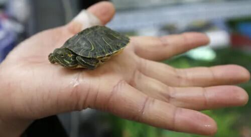 宠物龟在美国引起传染疾病 卫生部门建议“不要亲吻或依偎乌龟”